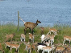 Piekna Gora -   -    
