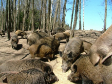 Piekna Gora -   -    