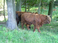 Piekna Gora -   -    