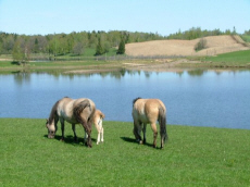 Piekna Gora -   -    